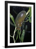 Hydrophilus Piceus (Great Silver Water Beetle)-Paul Starosta-Framed Photographic Print