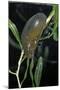 Hydrophilus Piceus (Great Silver Water Beetle)-Paul Starosta-Mounted Photographic Print