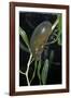 Hydrophilus Piceus (Great Silver Water Beetle)-Paul Starosta-Framed Photographic Print