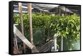 Hydroponic Waste Management System-Matthew Oldfield-Framed Stretched Canvas