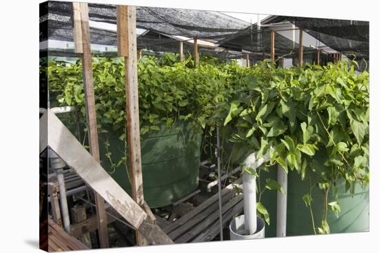 Hydroponic Waste Management System-Matthew Oldfield-Stretched Canvas