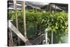 Hydroponic Waste Management System-Matthew Oldfield-Stretched Canvas
