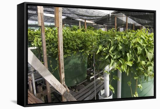 Hydroponic Waste Management System-Matthew Oldfield-Framed Stretched Canvas