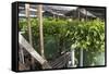 Hydroponic Waste Management System-Matthew Oldfield-Framed Stretched Canvas