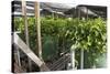 Hydroponic Waste Management System-Matthew Oldfield-Stretched Canvas