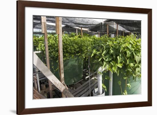 Hydroponic Waste Management System-Matthew Oldfield-Framed Photographic Print