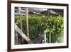 Hydroponic Waste Management System-Matthew Oldfield-Framed Photographic Print