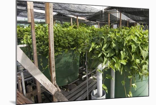 Hydroponic Waste Management System-Matthew Oldfield-Mounted Photographic Print