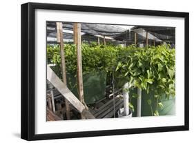 Hydroponic Waste Management System-Matthew Oldfield-Framed Photographic Print