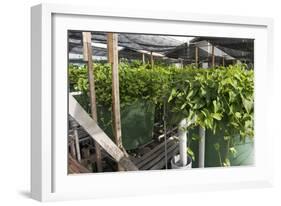 Hydroponic Waste Management System-Matthew Oldfield-Framed Photographic Print