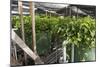 Hydroponic Waste Management System-Matthew Oldfield-Mounted Photographic Print