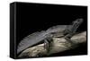 Hydrosaurus Weberi (Salfin Dragon)-Paul Starosta-Framed Stretched Canvas