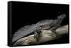 Hydrosaurus Weberi (Salfin Dragon)-Paul Starosta-Framed Stretched Canvas