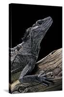 Hydrosaurus Weberi (Salfin Dragon)-Paul Starosta-Stretched Canvas