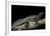 Hydrosaurus Weberi (Salfin Dragon)-Paul Starosta-Framed Photographic Print