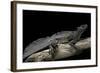 Hydrosaurus Weberi (Salfin Dragon)-Paul Starosta-Framed Photographic Print