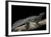 Hydrosaurus Weberi (Salfin Dragon)-Paul Starosta-Framed Photographic Print