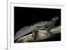 Hydrosaurus Weberi (Salfin Dragon)-Paul Starosta-Framed Photographic Print