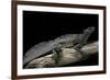 Hydrosaurus Weberi (Salfin Dragon)-Paul Starosta-Framed Photographic Print