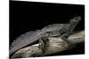 Hydrosaurus Weberi (Salfin Dragon)-Paul Starosta-Mounted Photographic Print