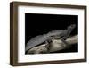 Hydrosaurus Weberi (Salfin Dragon)-Paul Starosta-Framed Photographic Print