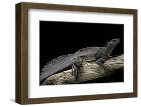 Hydrosaurus Weberi (Salfin Dragon)-Paul Starosta-Framed Photographic Print