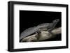 Hydrosaurus Weberi (Salfin Dragon)-Paul Starosta-Framed Photographic Print