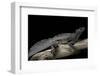 Hydrosaurus Weberi (Salfin Dragon)-Paul Starosta-Framed Photographic Print