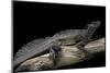 Hydrosaurus Weberi (Salfin Dragon)-Paul Starosta-Mounted Photographic Print