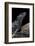 Hydrosaurus Weberi (Salfin Dragon)-Paul Starosta-Framed Photographic Print