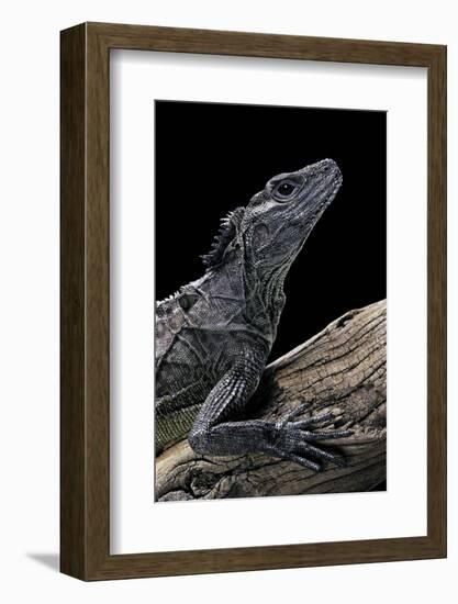 Hydrosaurus Weberi (Salfin Dragon)-Paul Starosta-Framed Photographic Print