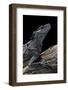 Hydrosaurus Weberi (Salfin Dragon)-Paul Starosta-Framed Photographic Print