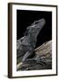 Hydrosaurus Weberi (Salfin Dragon)-Paul Starosta-Framed Photographic Print