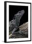 Hydrosaurus Weberi (Salfin Dragon)-Paul Starosta-Framed Photographic Print