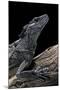 Hydrosaurus Weberi (Salfin Dragon)-Paul Starosta-Mounted Photographic Print