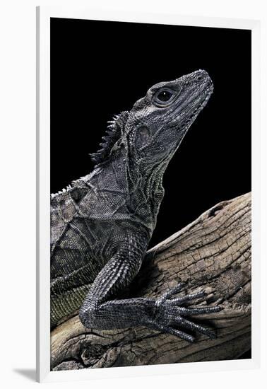 Hydrosaurus Weberi (Salfin Dragon)-Paul Starosta-Framed Photographic Print