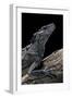 Hydrosaurus Weberi (Salfin Dragon)-Paul Starosta-Framed Photographic Print