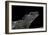 Hydrosaurus Weberi (Salfin Dragon)-Paul Starosta-Framed Photographic Print