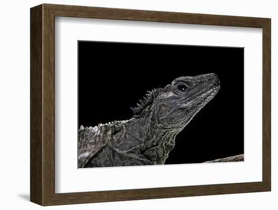 Hydrosaurus Weberi (Salfin Dragon)-Paul Starosta-Framed Photographic Print