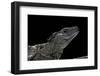 Hydrosaurus Weberi (Salfin Dragon)-Paul Starosta-Framed Photographic Print