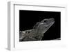 Hydrosaurus Weberi (Salfin Dragon)-Paul Starosta-Framed Photographic Print