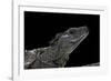 Hydrosaurus Weberi (Salfin Dragon)-Paul Starosta-Framed Photographic Print