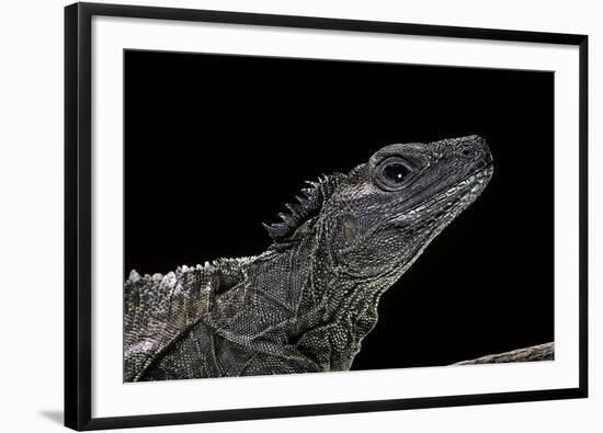 Hydrosaurus Weberi (Salfin Dragon)-Paul Starosta-Framed Photographic Print