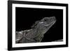 Hydrosaurus Weberi (Salfin Dragon)-Paul Starosta-Framed Photographic Print