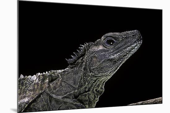 Hydrosaurus Weberi (Salfin Dragon)-Paul Starosta-Mounted Photographic Print