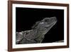 Hydrosaurus Weberi (Salfin Dragon)-Paul Starosta-Framed Photographic Print