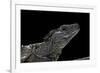 Hydrosaurus Weberi (Salfin Dragon)-Paul Starosta-Framed Photographic Print