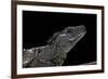 Hydrosaurus Weberi (Salfin Dragon)-Paul Starosta-Framed Photographic Print