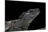 Hydrosaurus Weberi (Salfin Dragon)-Paul Starosta-Mounted Photographic Print