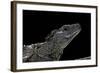 Hydrosaurus Weberi (Salfin Dragon)-Paul Starosta-Framed Photographic Print